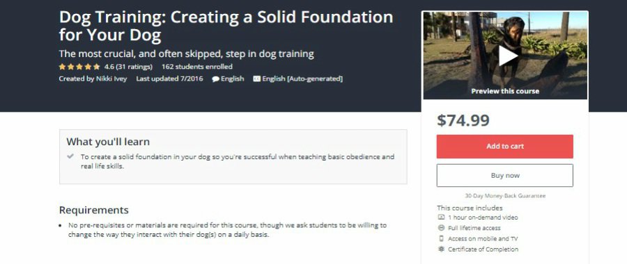 Dog Training: Creating a Solid Foundation for Your Dog