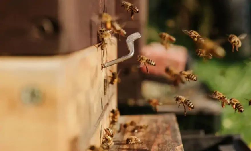 Beekeeping easy over 50 hobbies