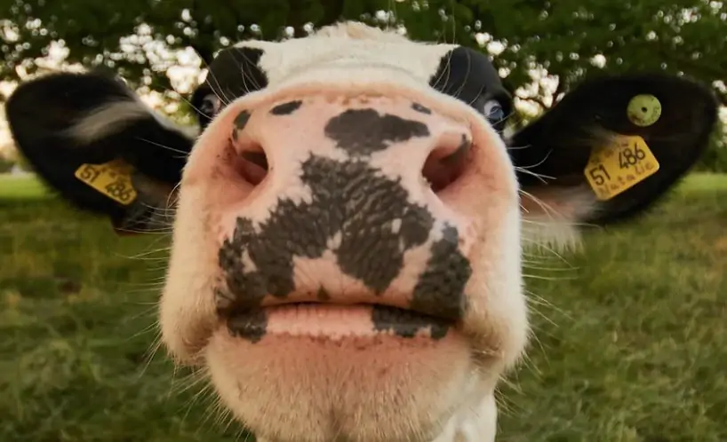 Mooing